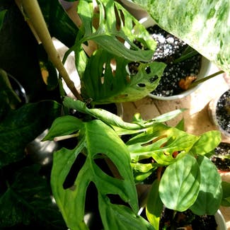 Monstera Adansonii Indonesian Mint Variegated plant in Glendive, Montana