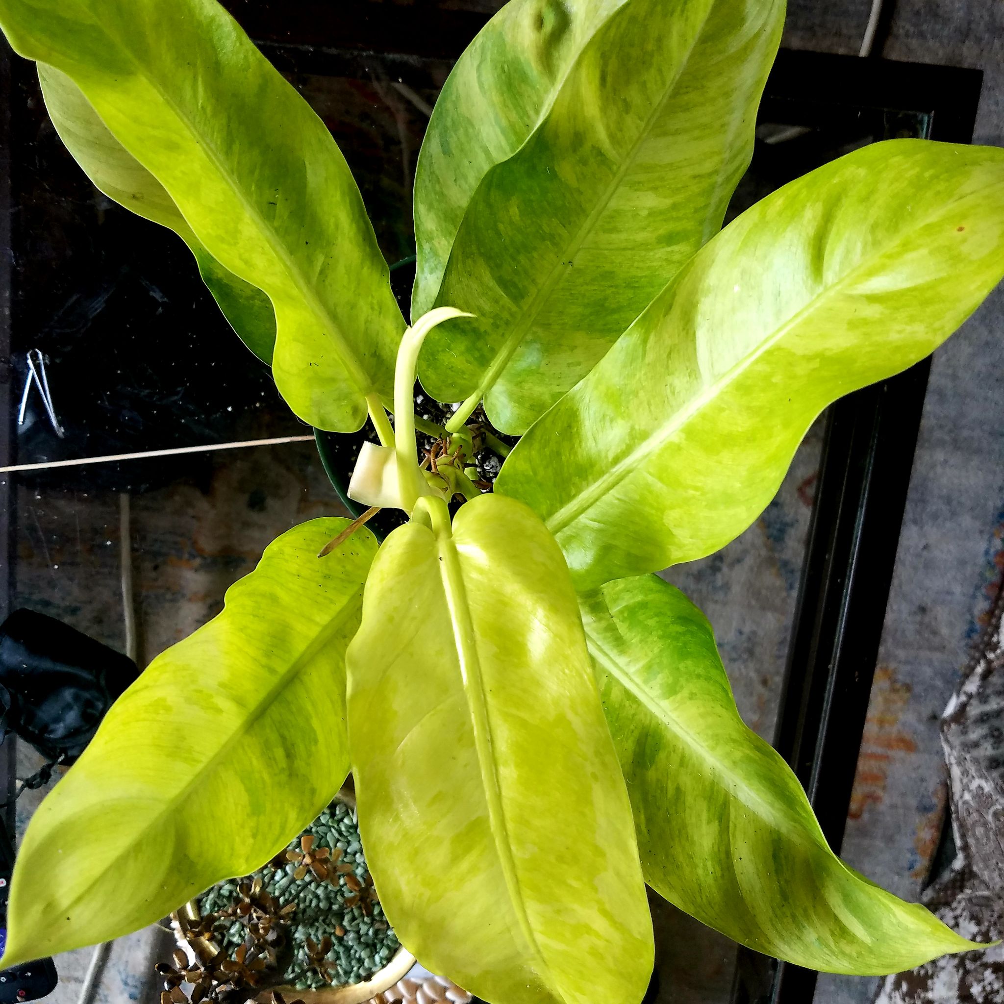 Philodendron 'Thai Sunrise' plant with yellowing and browning leaves.