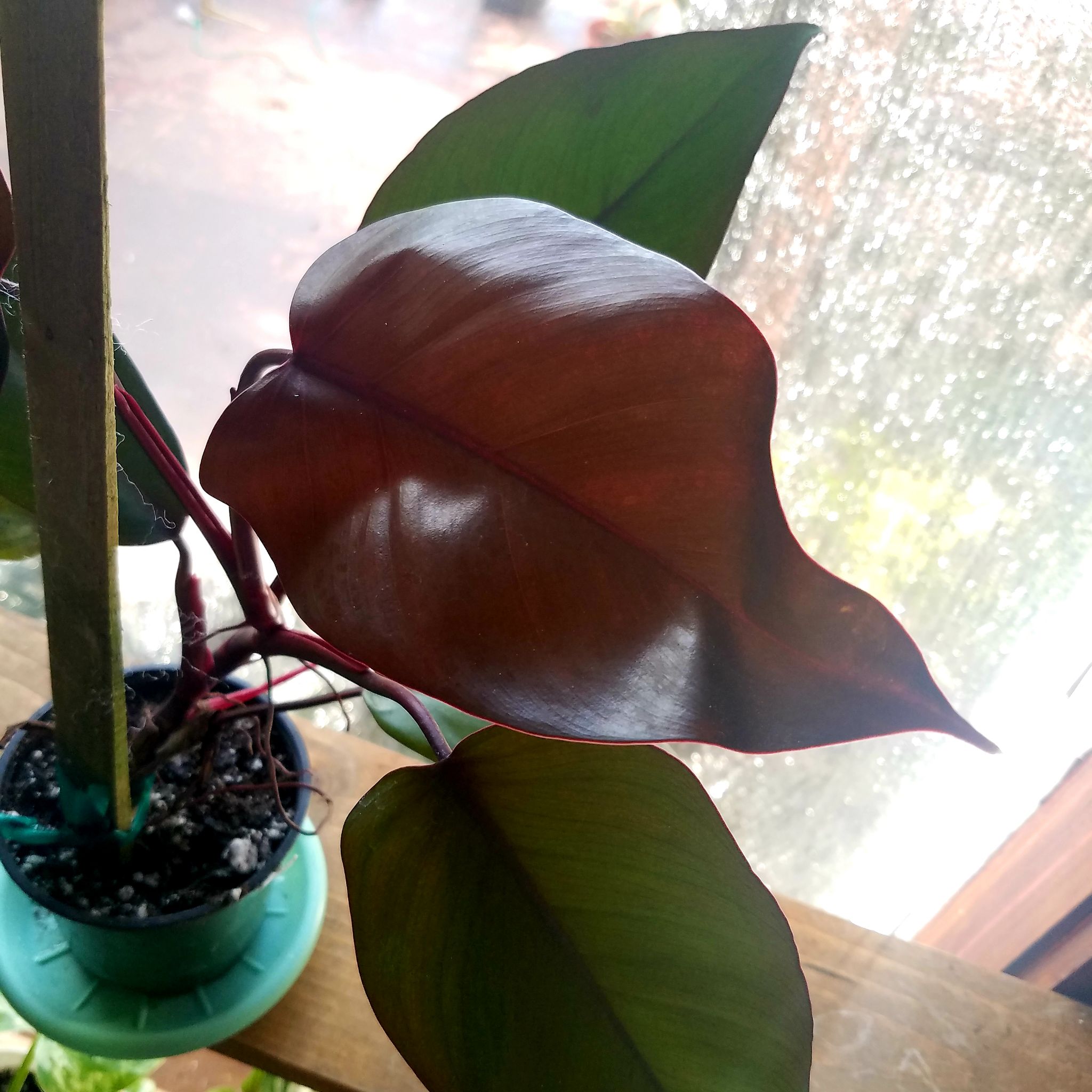 Royal Queen Philodendron with dark, glossy leaves in a pot by a window.