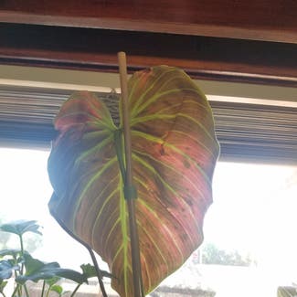 Philodendron El Choco Red plant in Glendive, Montana