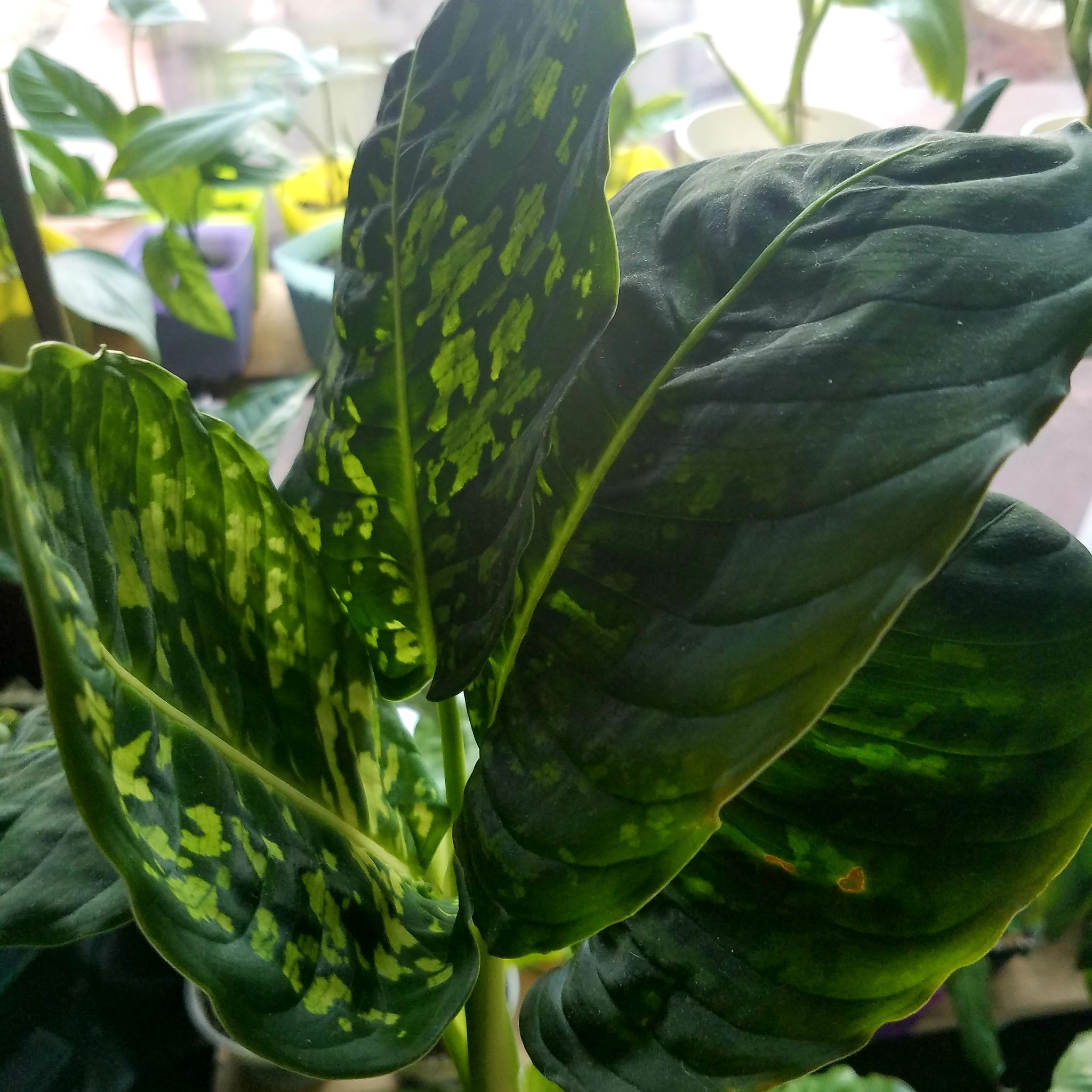 Dumb Cane 'Reflector' plant with dark green leaves and light green speckles.