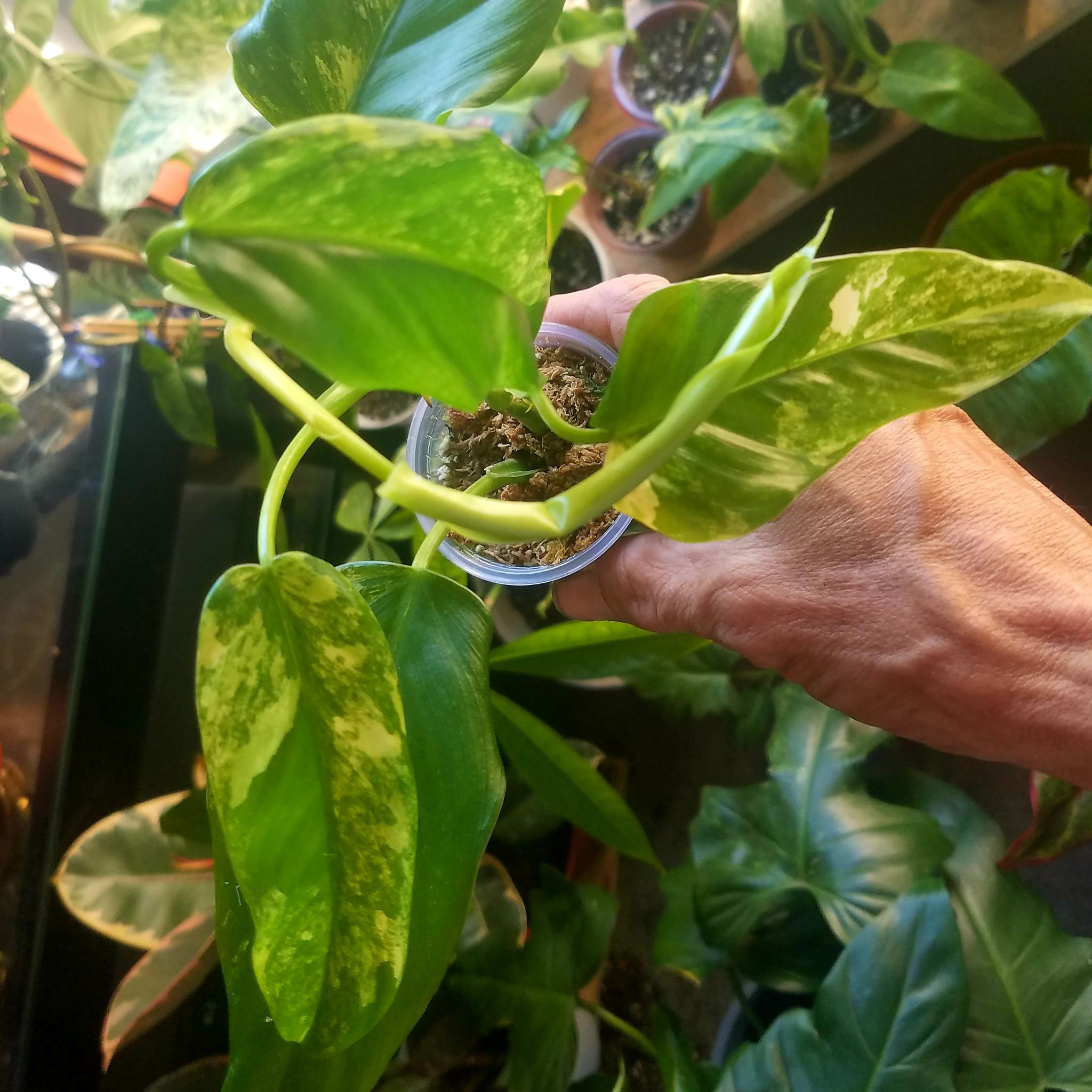 Variegated Philodendron with green and yellow leaves, held by a hand.