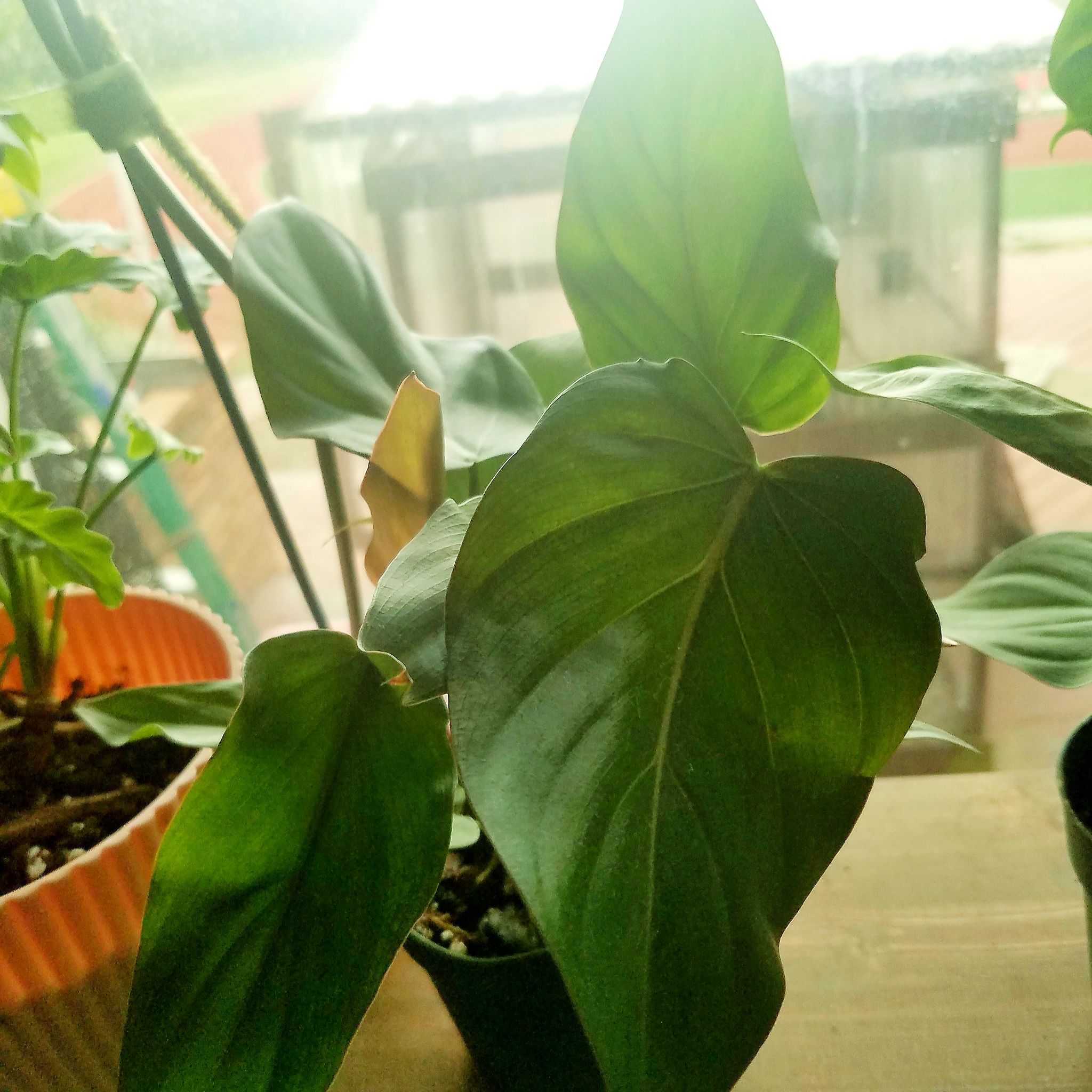 Philodendron 'Summer Glory' plant near a window with mostly healthy leaves and minor browning.