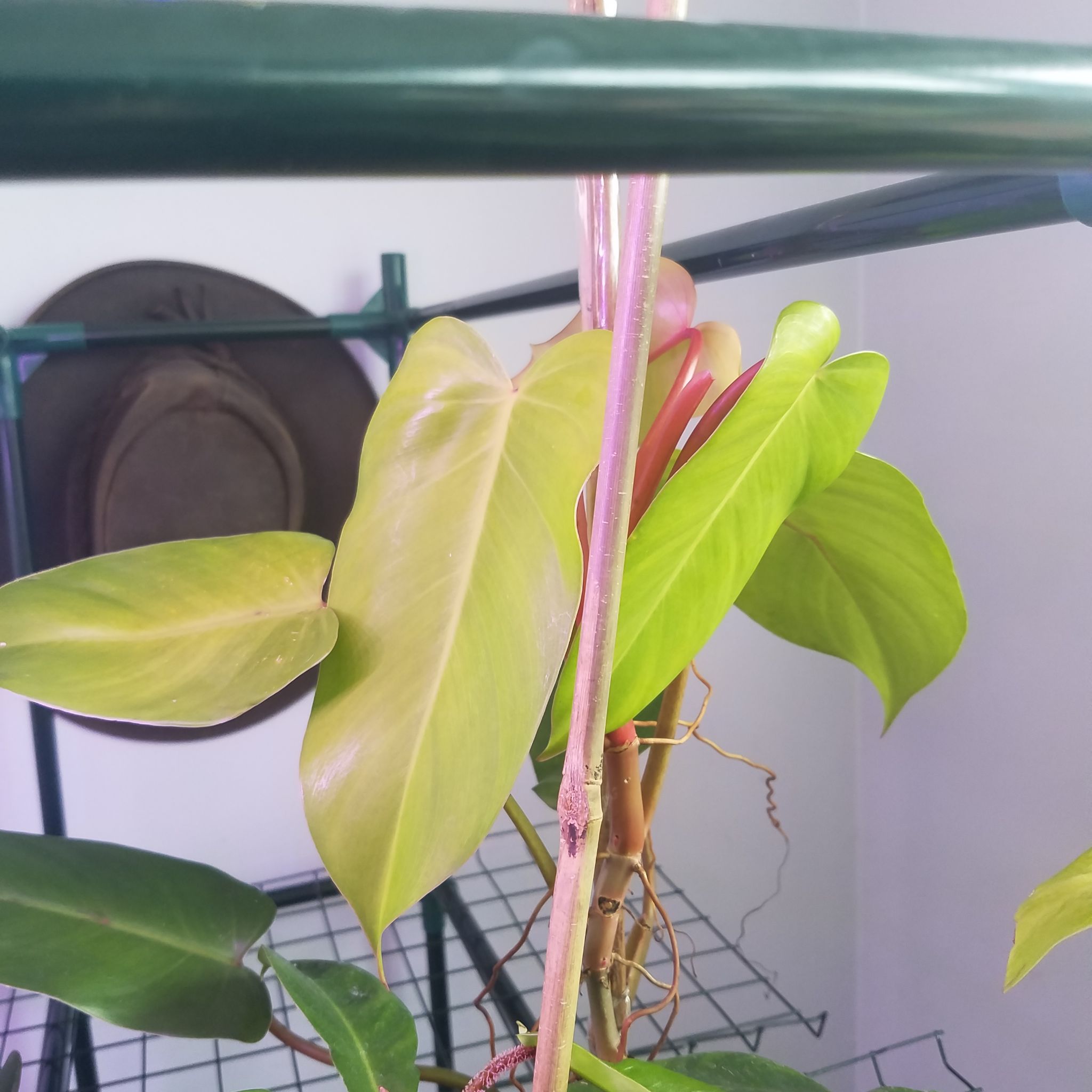 Red Emerald Philodendron with some yellowing leaves, supported by a structure.