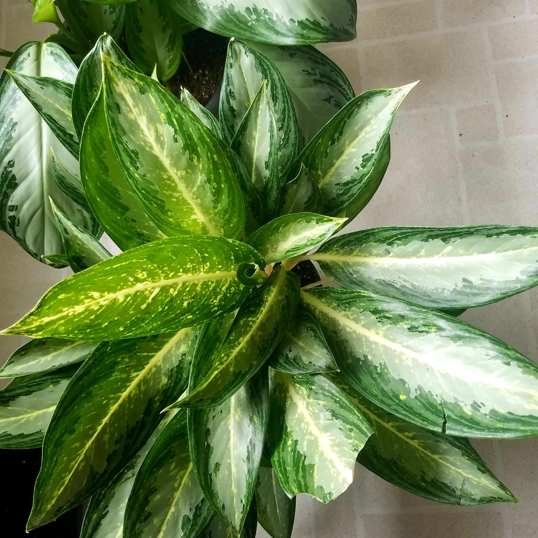 Photo of the plant species Aglaonema 'Golden Bay' by @ShannonMHR named Gerty on Greg, the plant care app