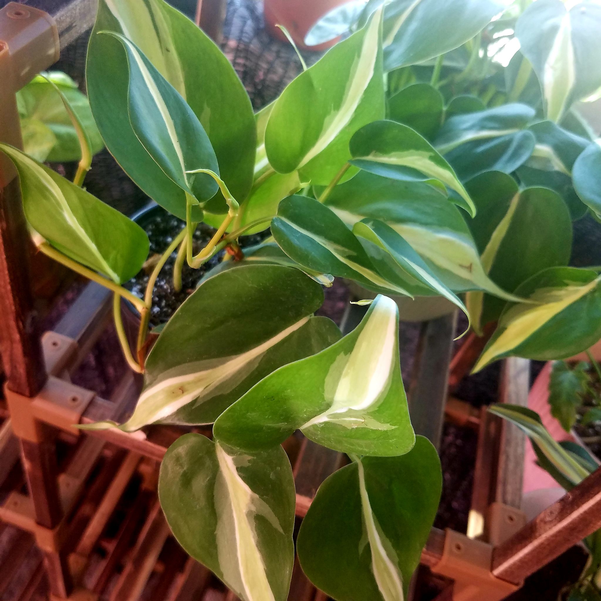 Philodendron 'Cream Splash' plant with healthy green and cream variegated leaves on a wooden shelf.