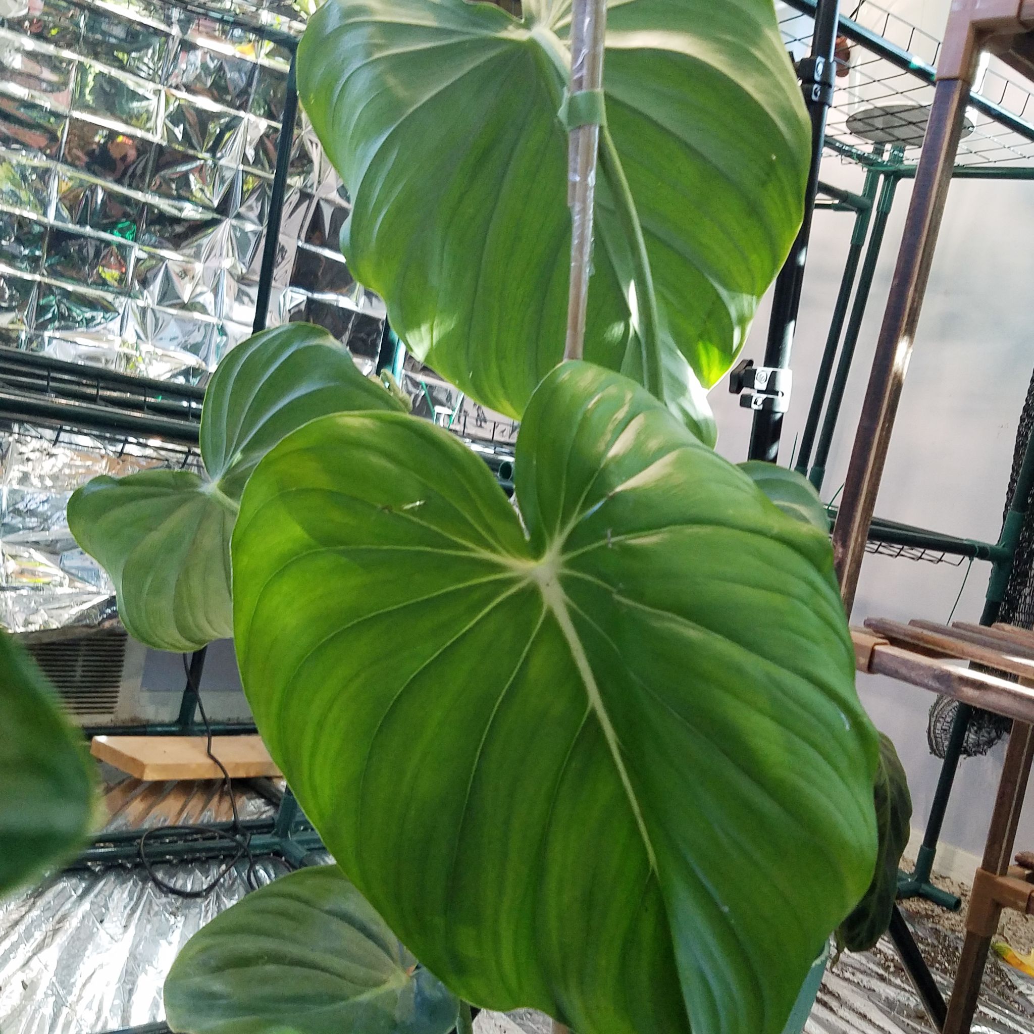 Philodendron 'McDowell' with large, healthy green leaves.