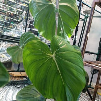 philodendron mcdowellii plant in Glendive, Montana
