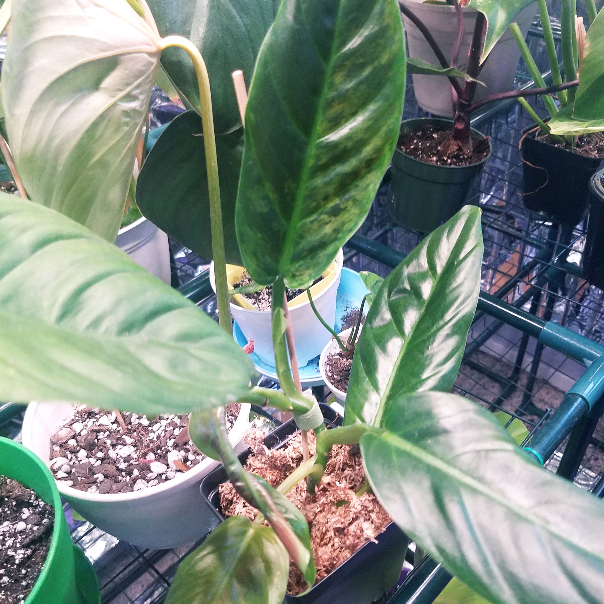 Photo of the plant species Variegated Philodendron subhastatum by @ShannonMHR named Steve on Greg, the plant care app