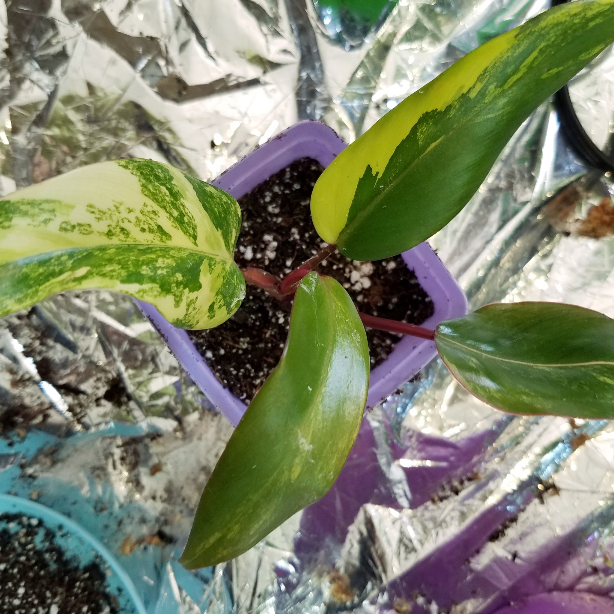 Strawberry Shake Philodendron in a purple pot with variegated leaves showing some yellowing and browning.