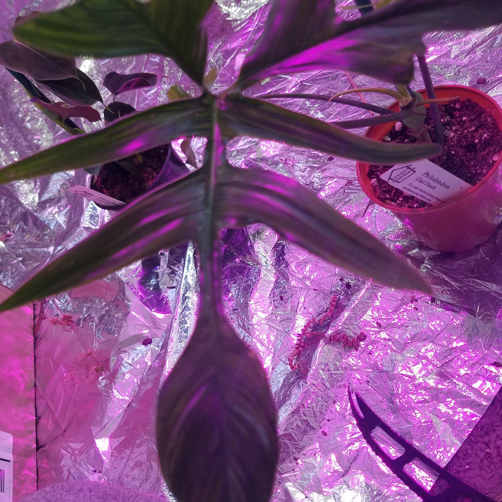 Photo of the plant species Philodendron Quercifolium by @ShannonMHR named Henry on Greg, the plant care app