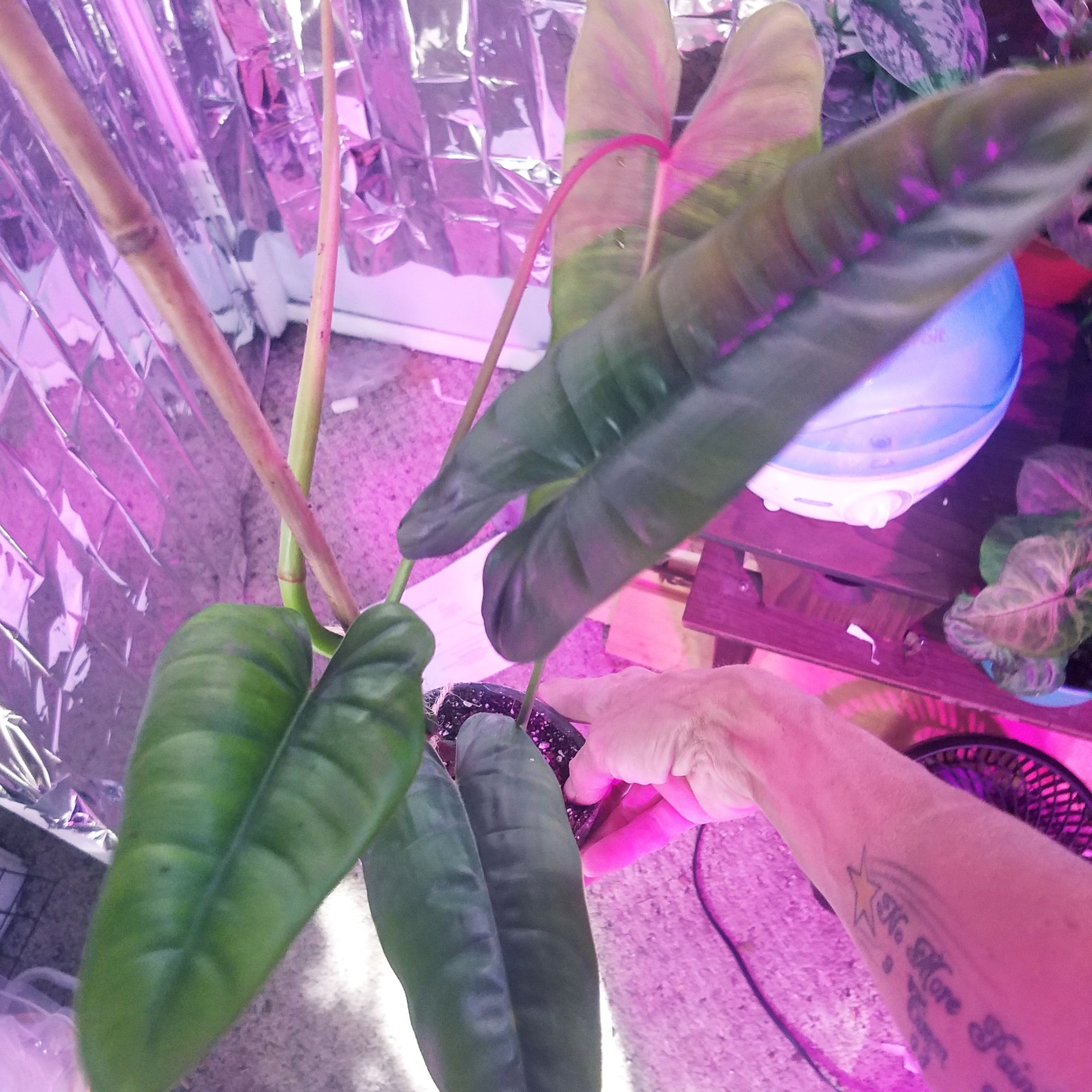 Photo of the plant species Philodendron 'Felix' by @ShannonMHR named Fernando on Greg, the plant care app