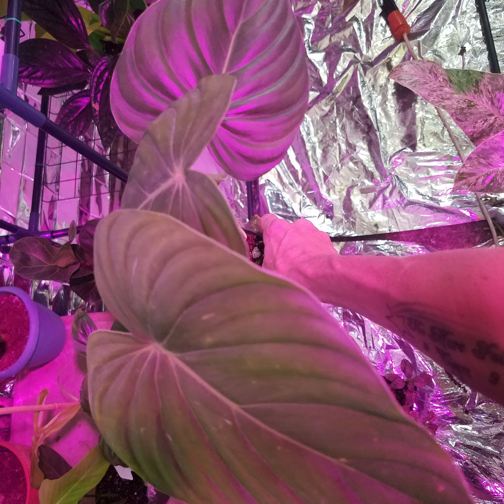 Philodendron Pastazanum plant with large leaves, artificial lighting, and a visible hand.