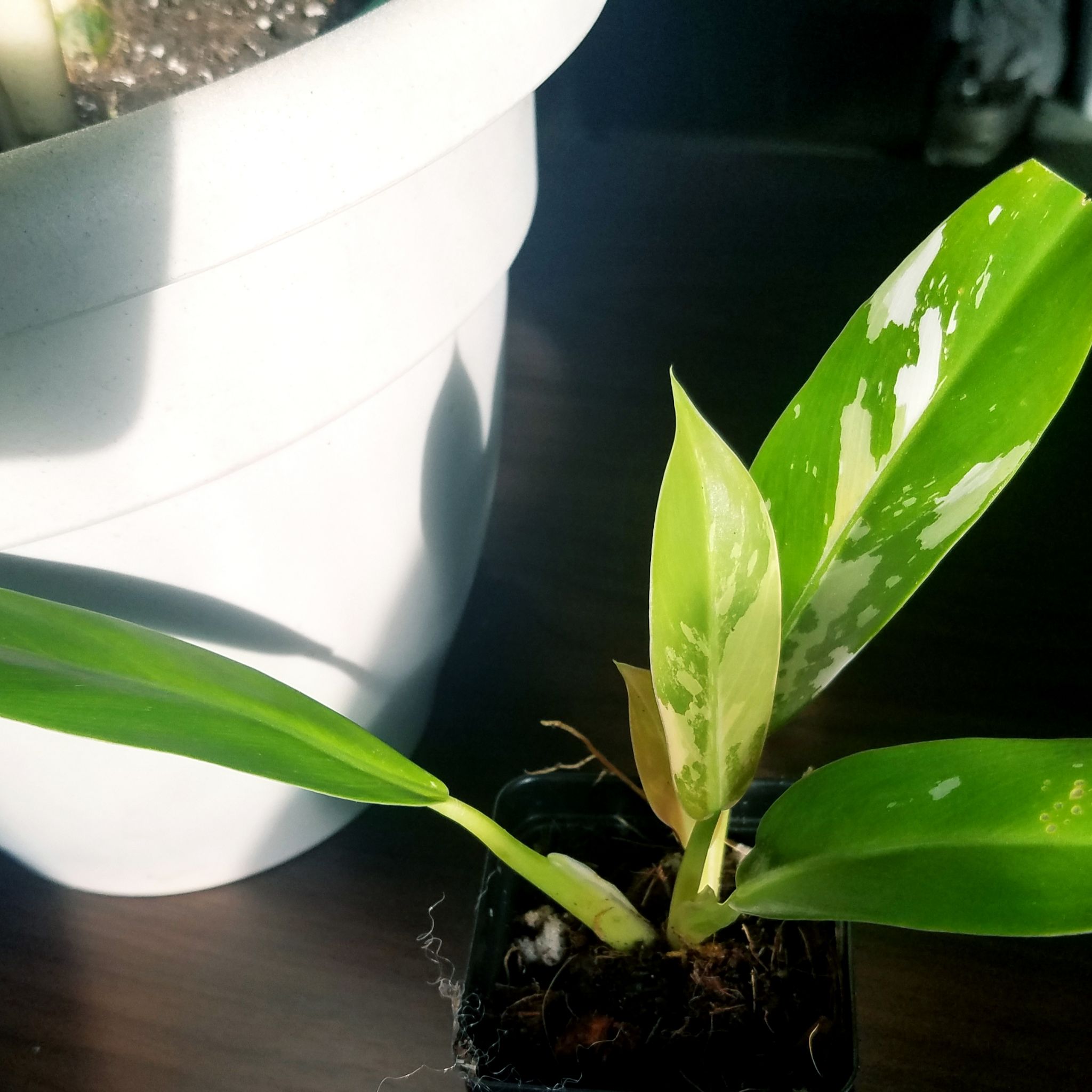 Photo of the plant species Philodendron 'Wend-imbe' by @ShannonMHR named Willameana on Greg, the plant care app