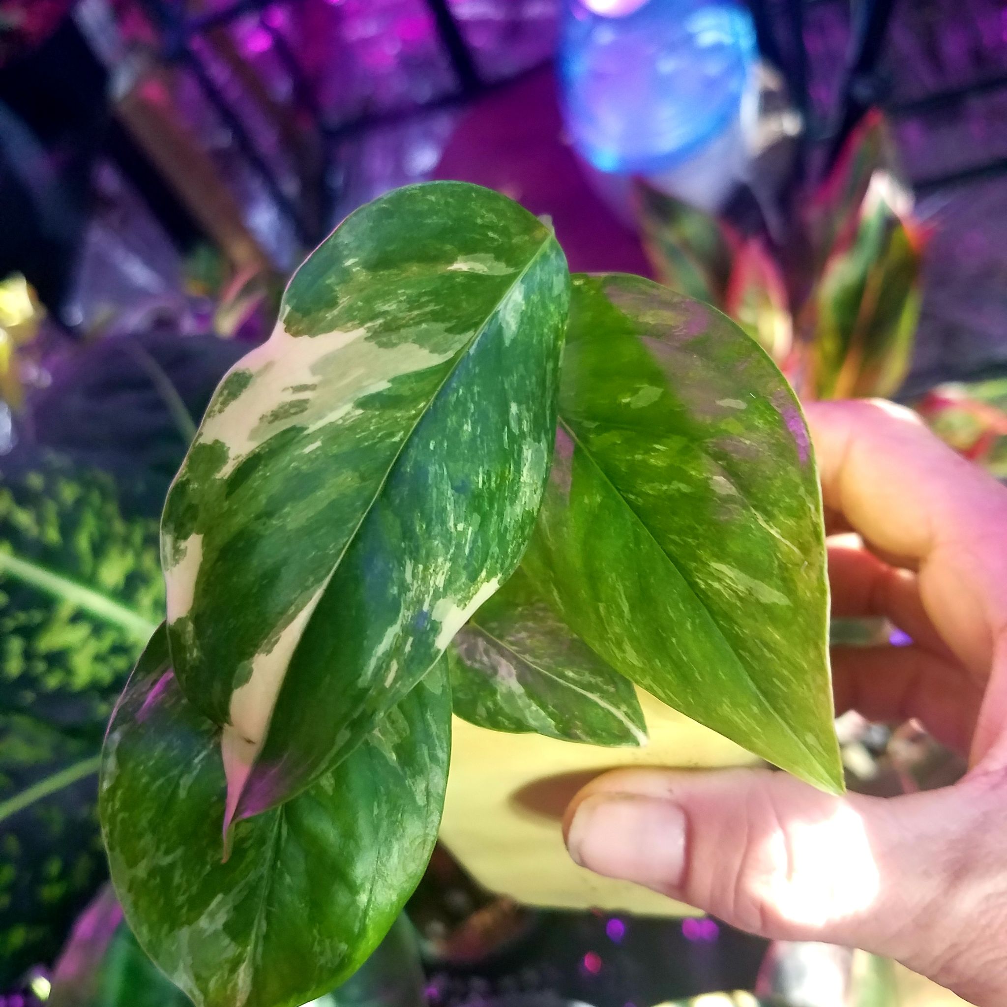 Close-up of a Monstera lechleriana plant with variegated leaves held by a hand.