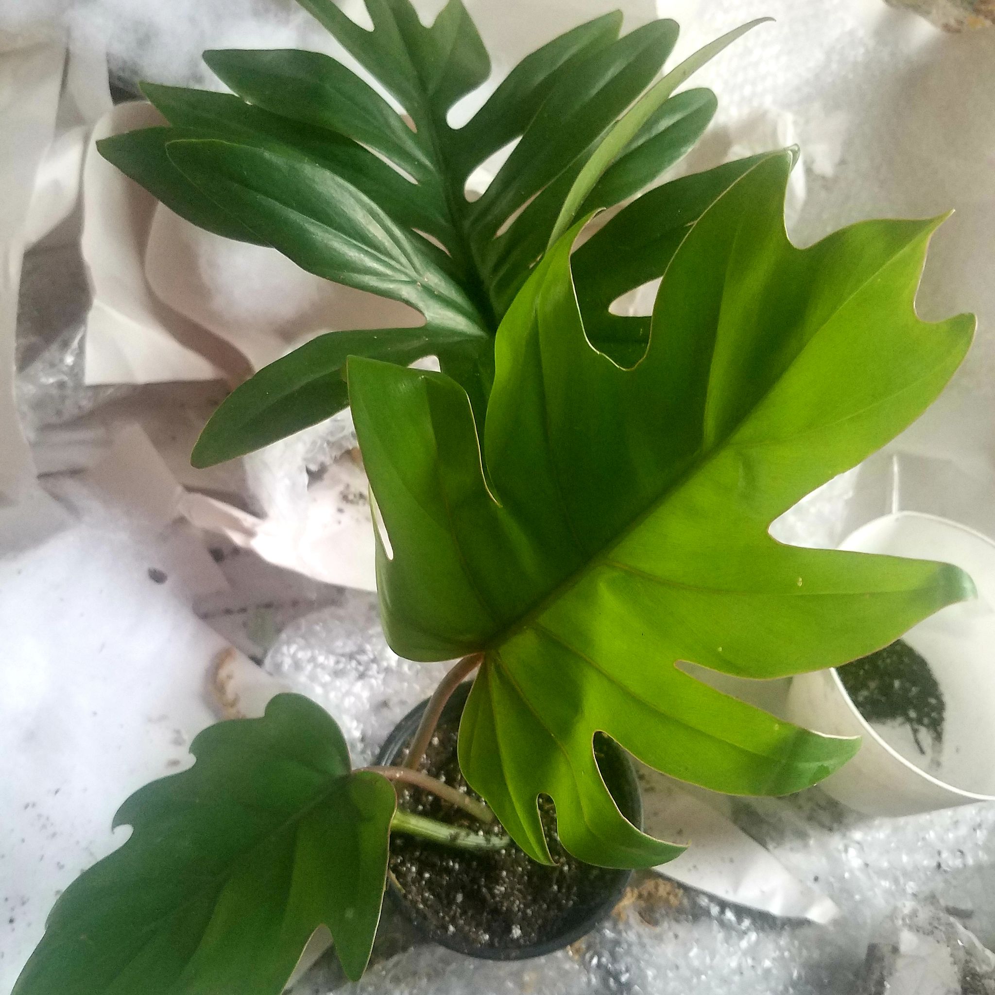 Philodendron mayoi plant with healthy, lobed green leaves in a pot.
