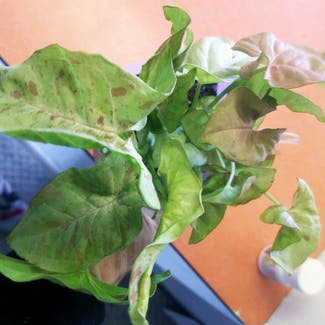 Syngonium 'Milk Confetti' plant in Glendive, Montana