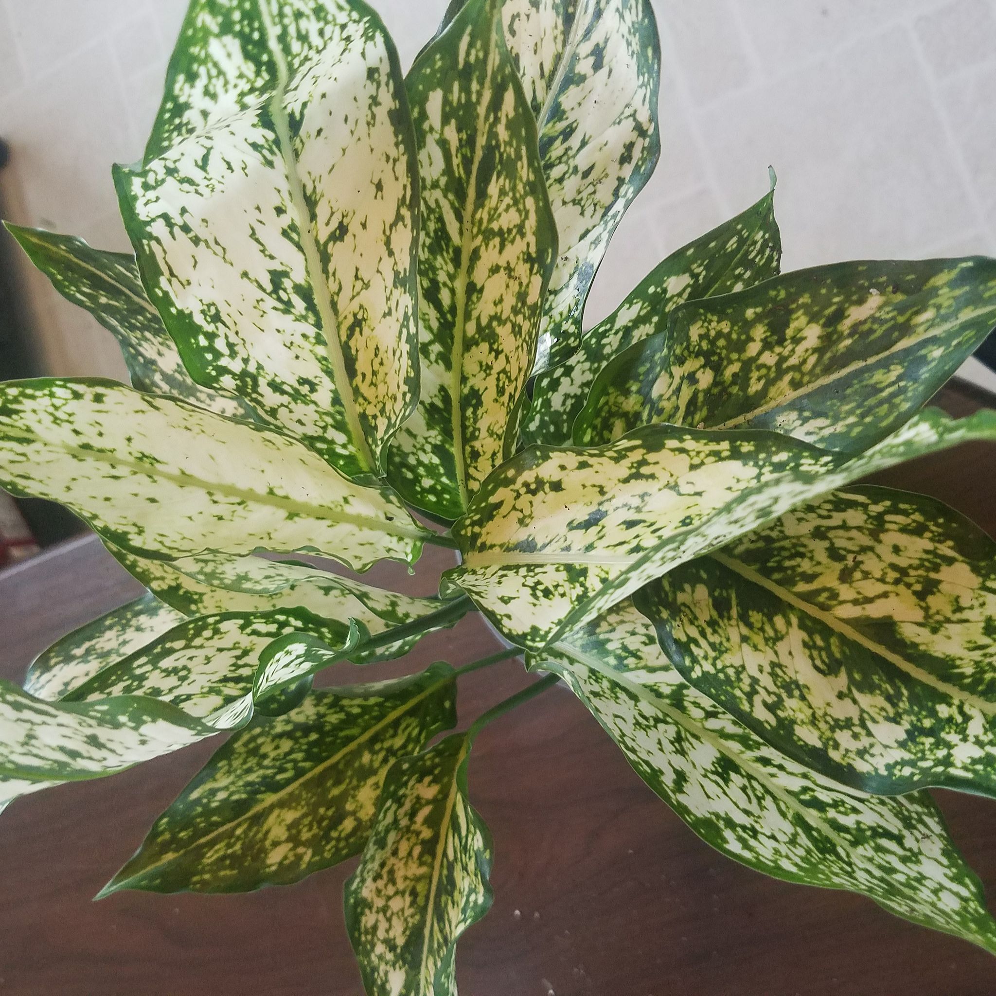 Aglaonema 'Spring Snow' plant with variegated green and white leaves.