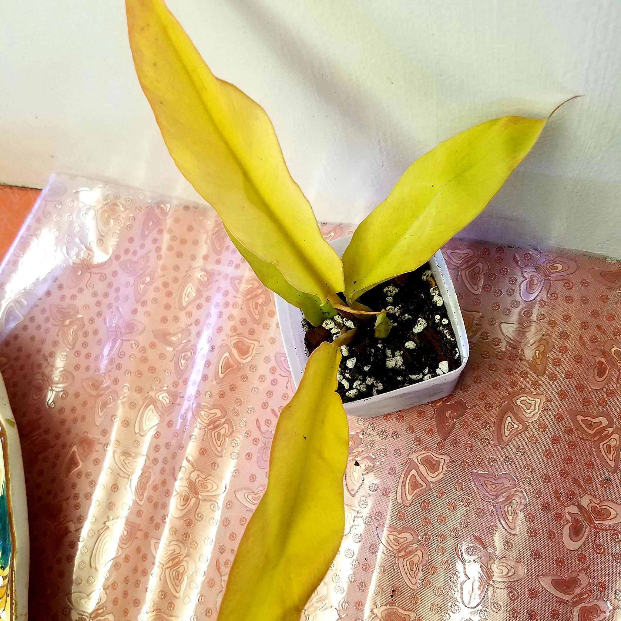 Photo of the plant species Philodendron 'Pluto's Gold' by @ShannonMHR named Paula on Greg, the plant care app