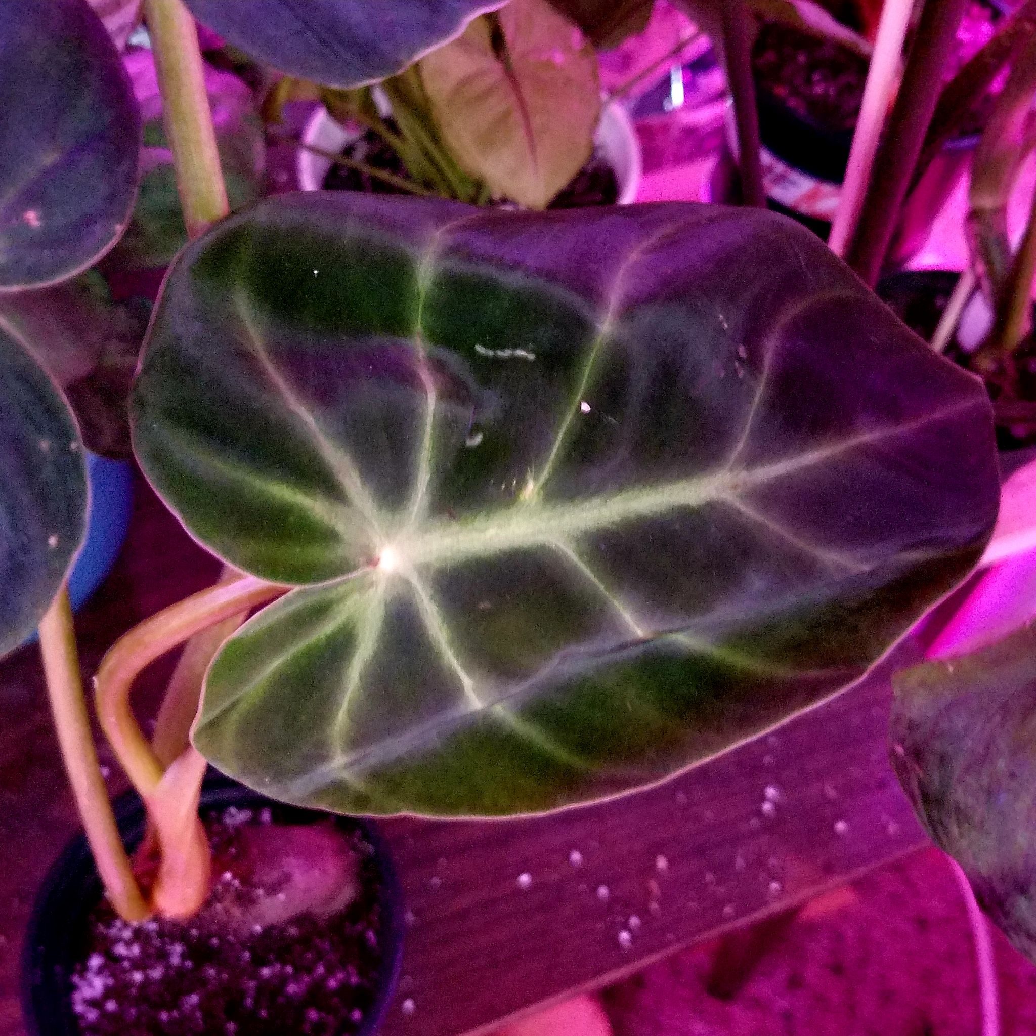 Photo of the plant species Philodendron luxurians by @ShannonMHR named Bru on Greg, the plant care app