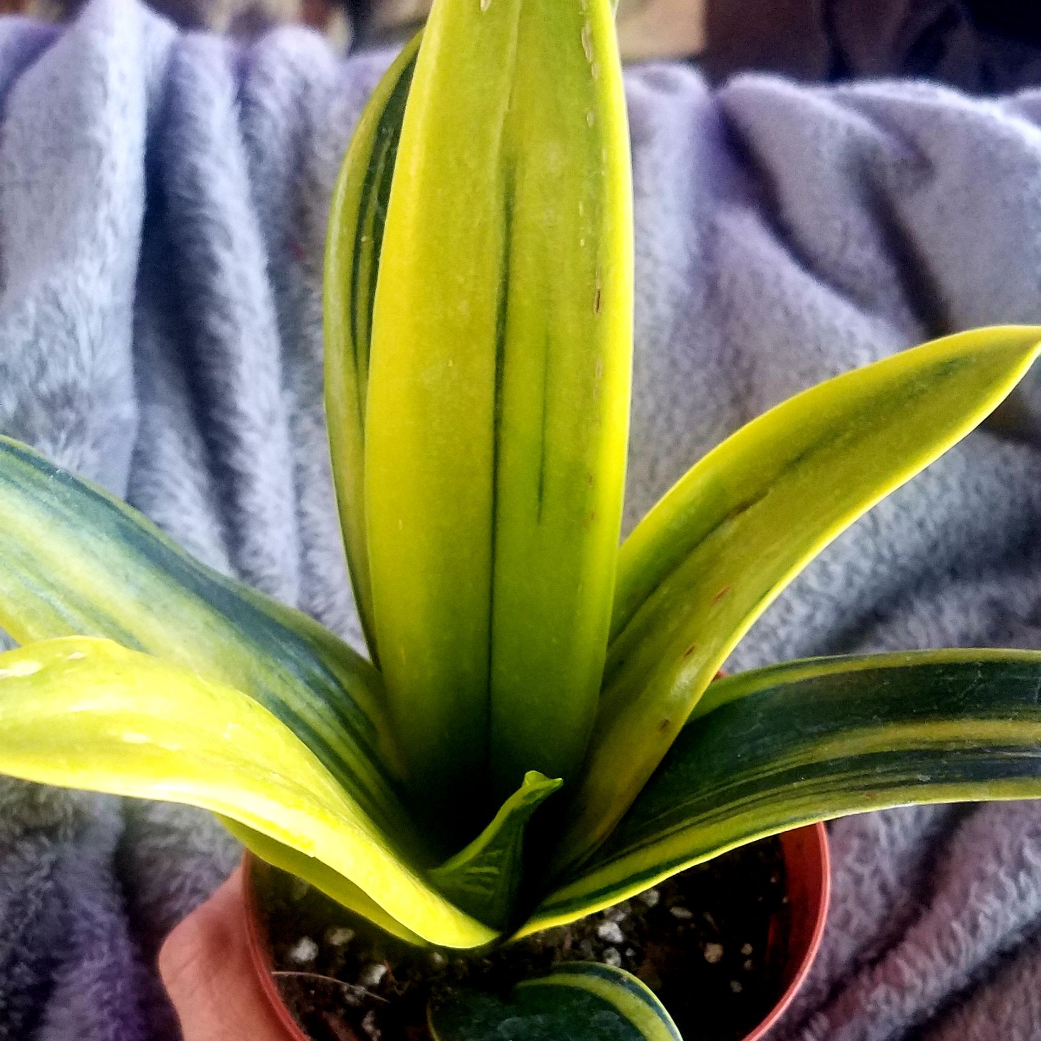 Golden Flame Snake Plant with vibrant yellow and green leaves in a pot.