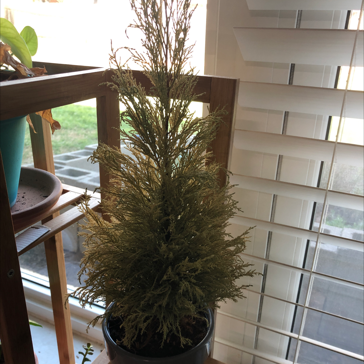 Cupressus macrocarpa plant in a pot indoors near a window with some yellowing and browning leaves.