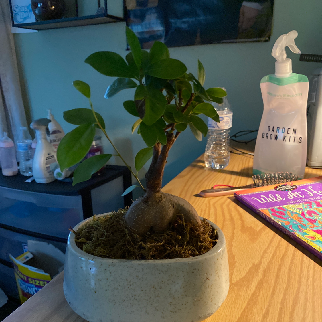 🌞 Is My Ficus Ginseng Getting Too Much Direct Sunlight?