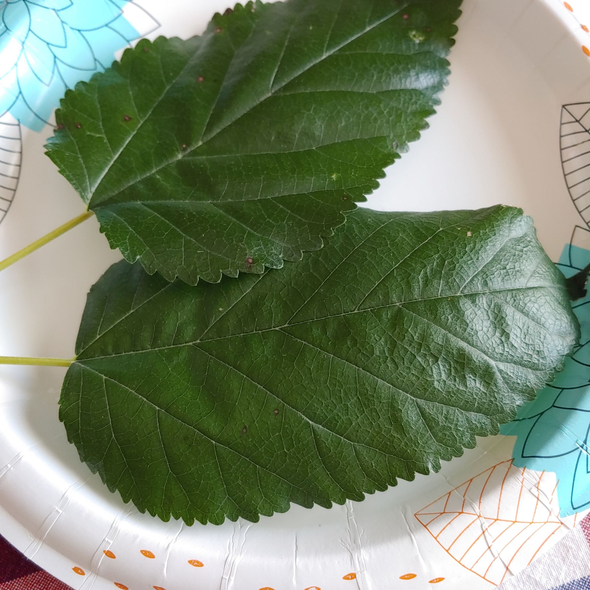 Two healthy green leaves of a White Mulberry on a paper plate.