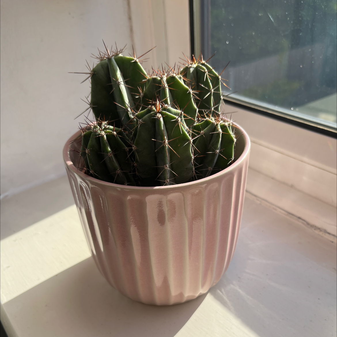 Sonora Barrel cactus in a pink pot on a windowsill, healthy and well-framed.