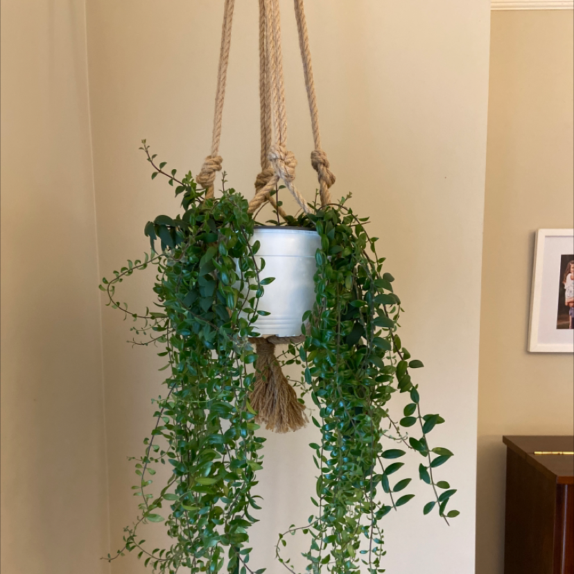 Hanging Lipstick Vine in a white pot with green leaves, no visible discoloration.