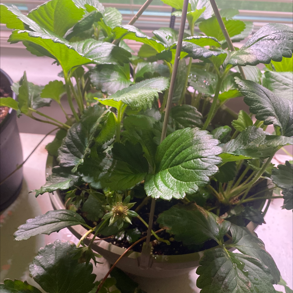 Potted Mock Strawberry plant with healthy green leaves near a window.