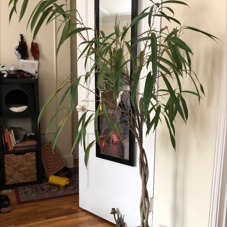 Indoor Ficus Alii plant with some drooping and slightly discolored leaves.