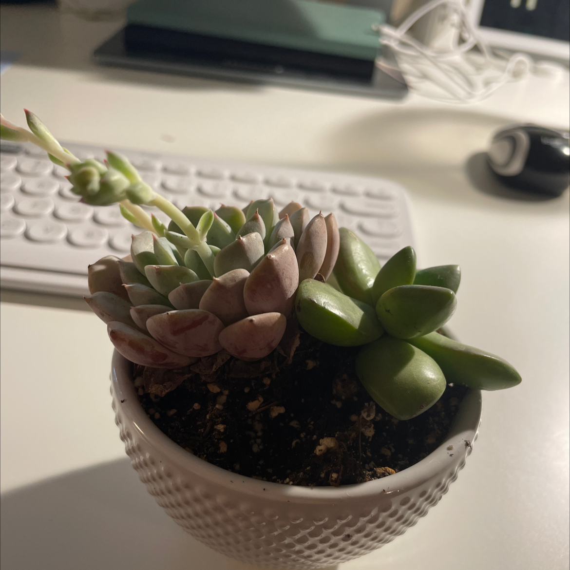 A healthy Sand Rose succulent in a small pot on a desk with visible soil.