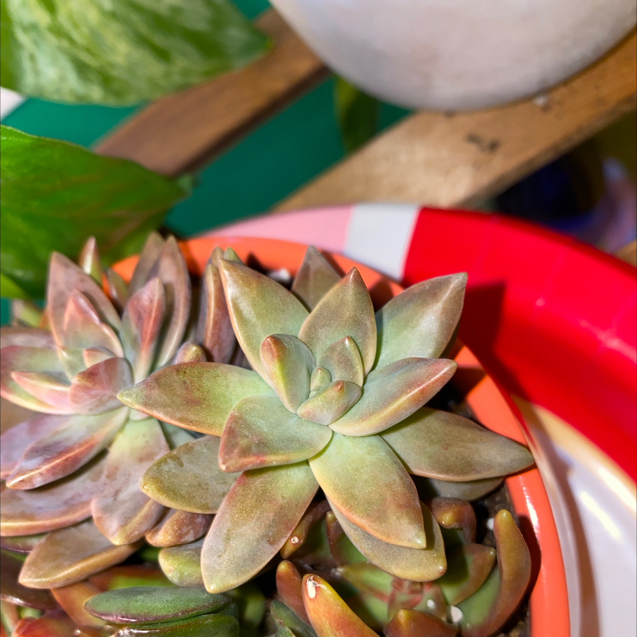 Graptosedum 'California Sunset' succulent in a small pot, healthy and vibrant.
