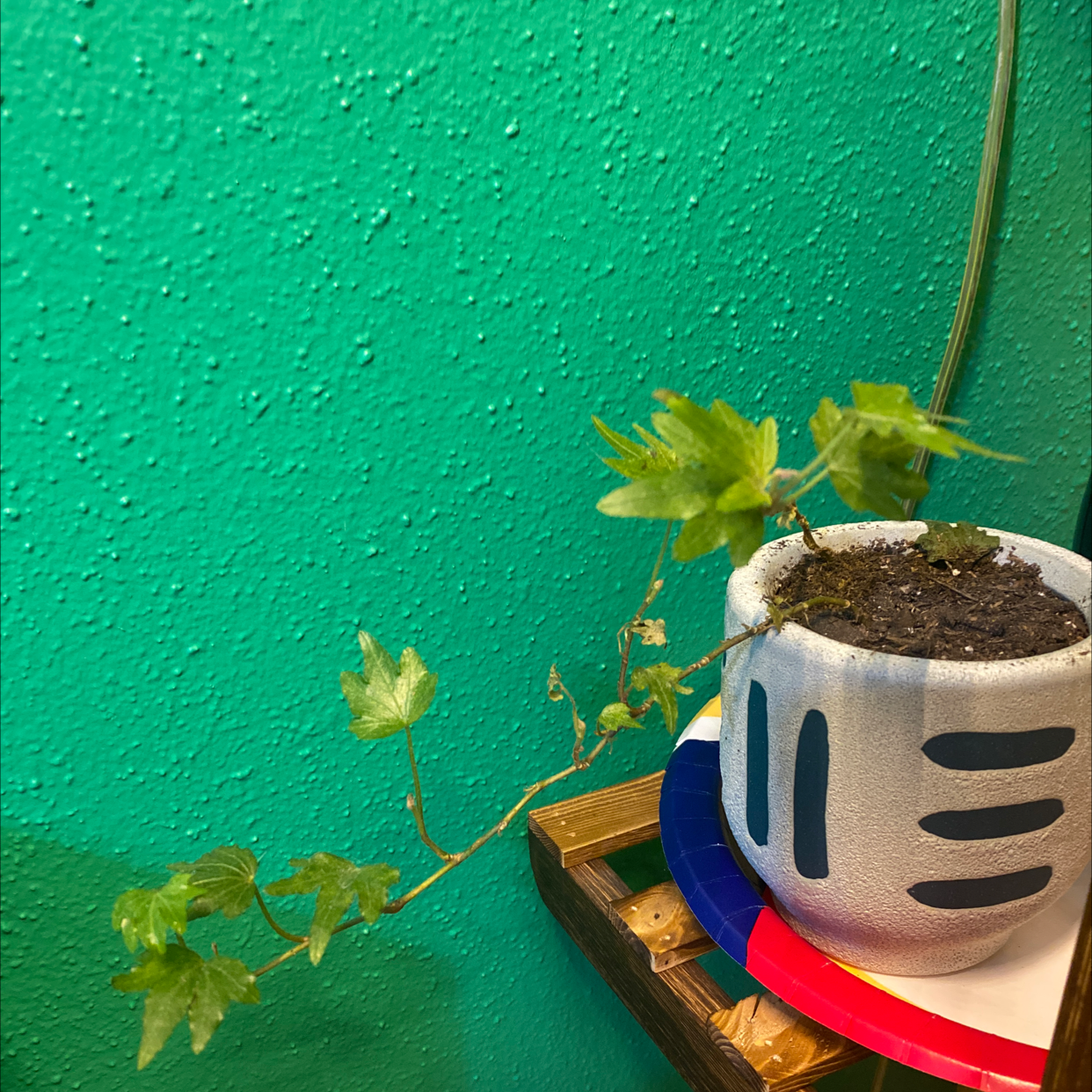 Variegated ivy plant in a pot with some yellowing and browning leaves.