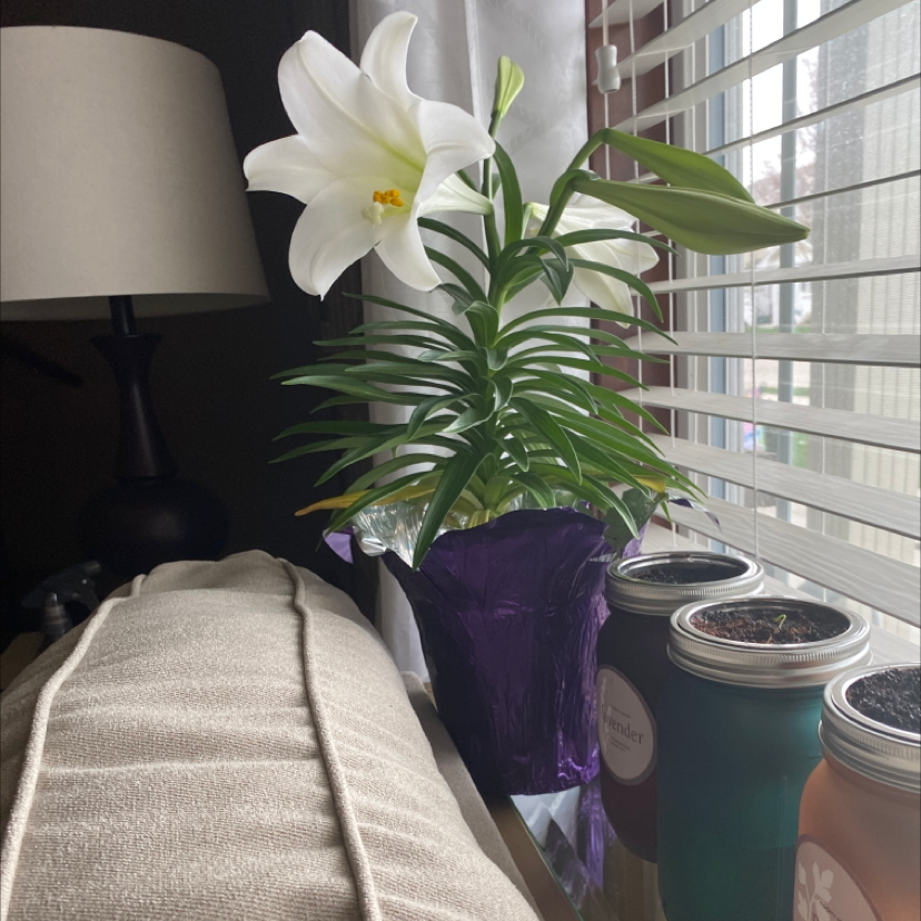 Photo of the plant species Easter Lily by Melodie named Bigleef Smalls on Greg, the plant care app