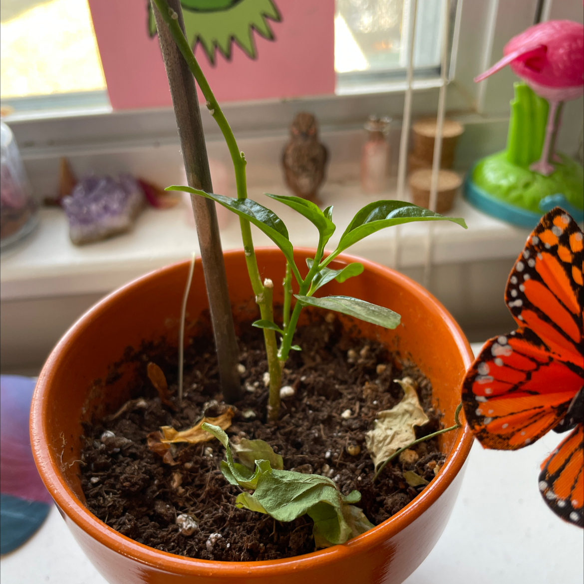 Potted Crepe Jasmine plant with some yellowing and browning leaves, visible soil, and no flowers.