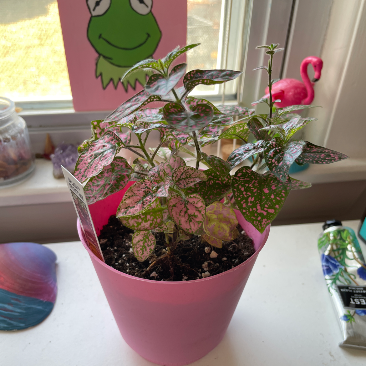 Polka Dot Plant plant photo by @camrynmarie named Hypoestes on Greg, the plant care app.