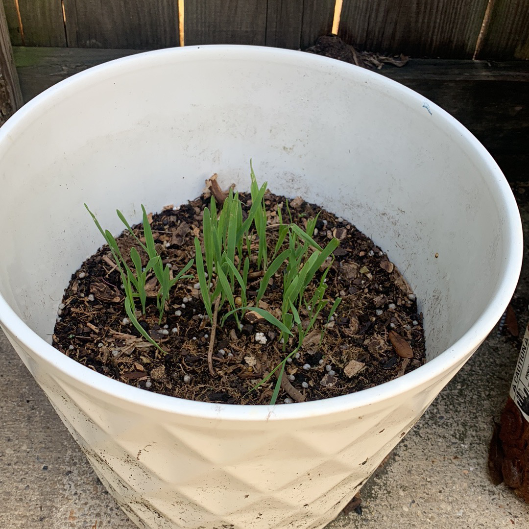 WHAT SOIL IS BEST FOR CAT GRASS intelligence overview