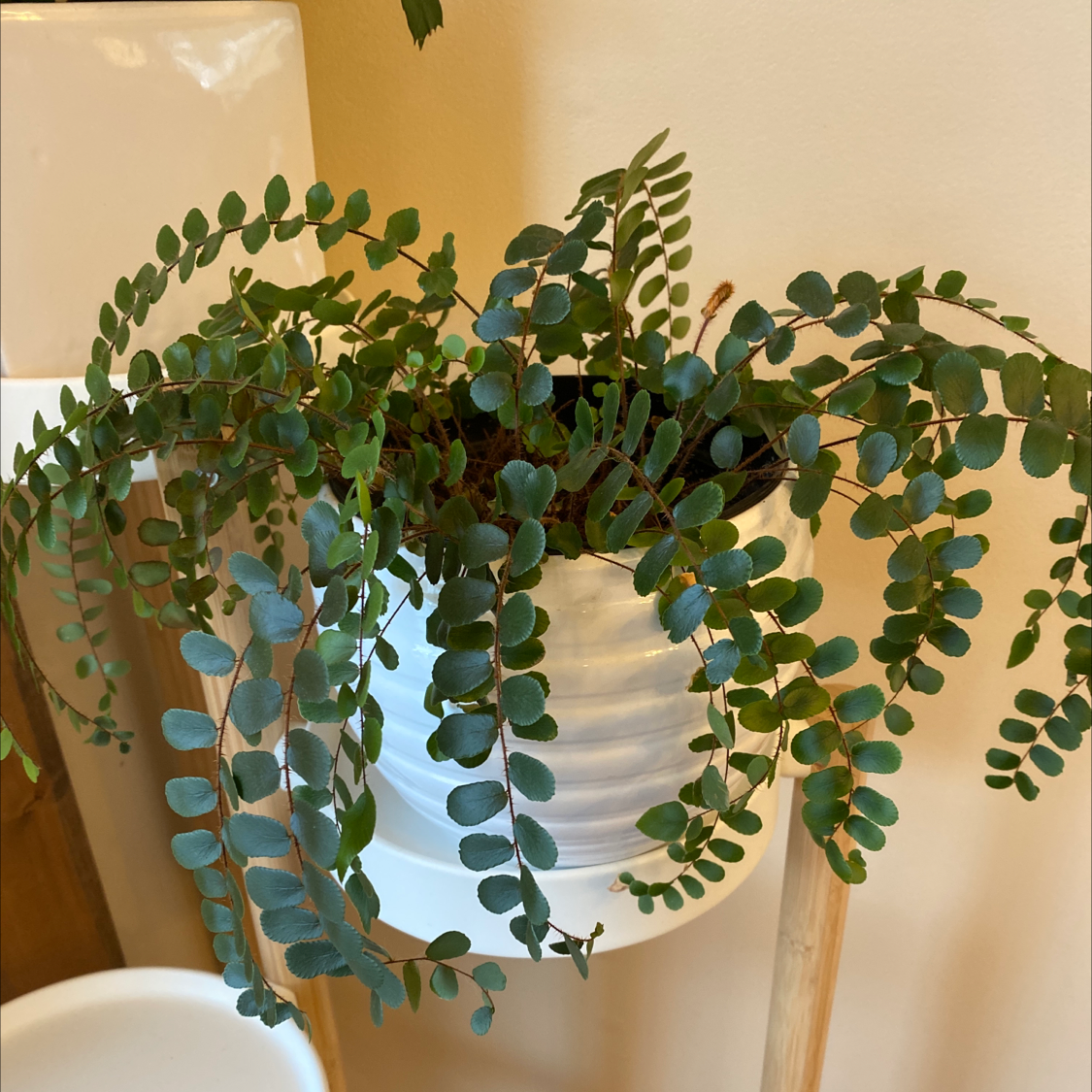 Pellaea rotundifolia plant in a white pot with healthy green leaves.