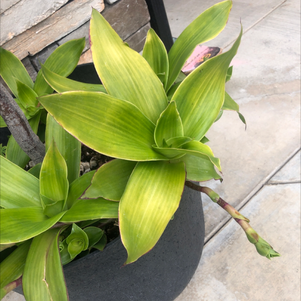 Photo of the plant species Basket Plant by @SuperBaytree named Your plant on Greg, the plant care app