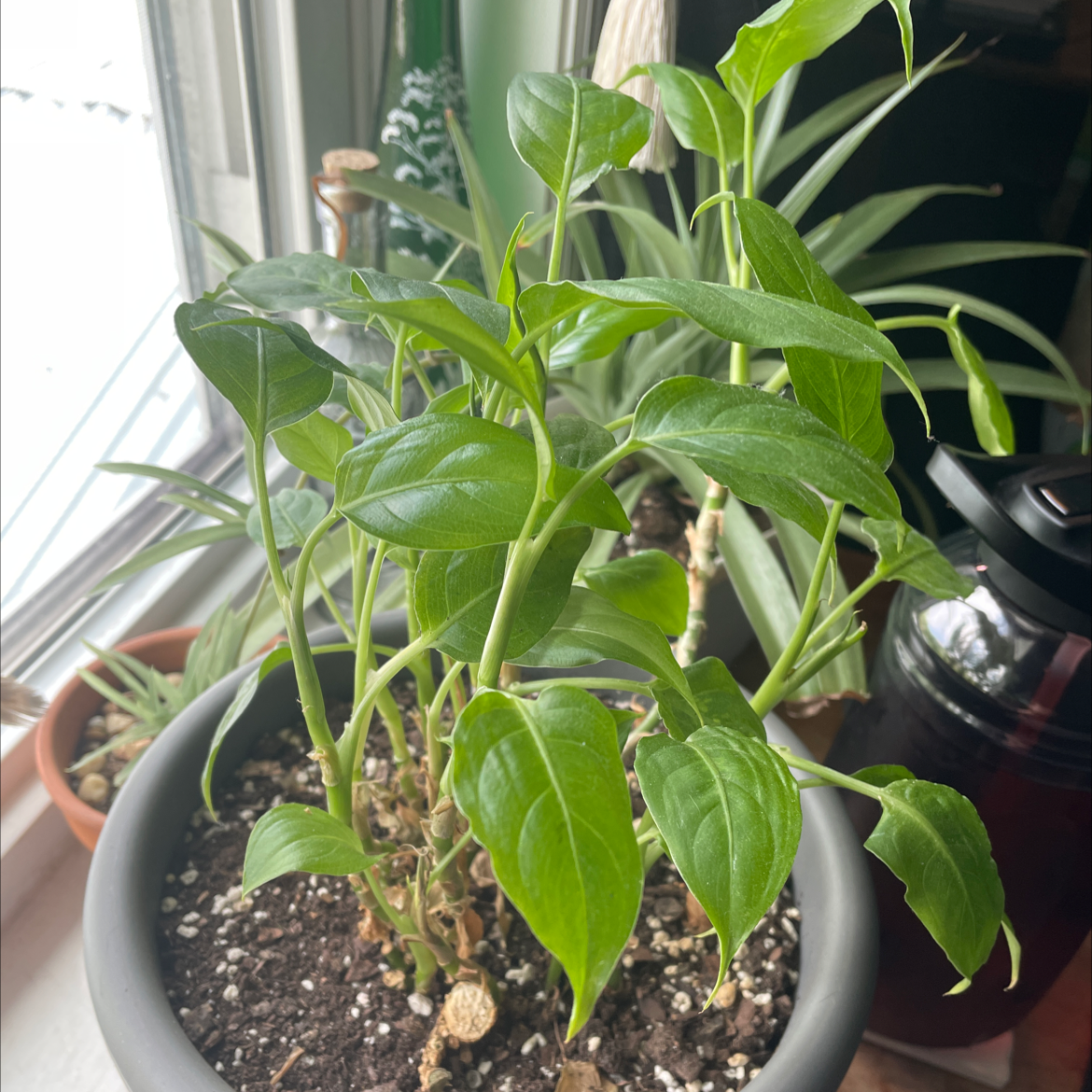 Potted Dumb Cane plant with green leaves, soil visible, well-framed.