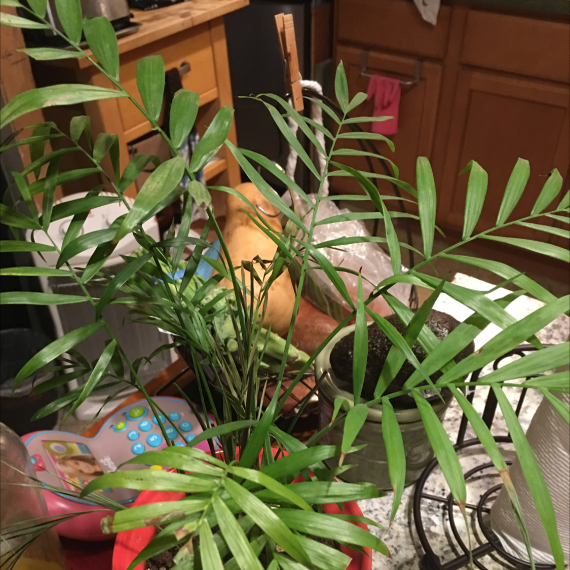 Healthy parlour palm in terracotta pot indoors, with slight yellowing on lower fronds. Surrounded by boxes and furniture.