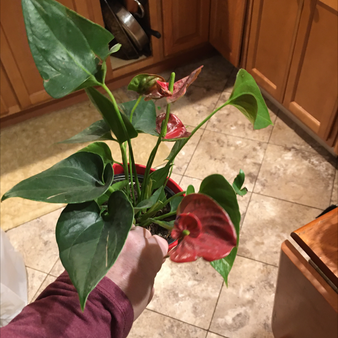 A hand holding a colorful, healthy Anthurium plant with glossy green and red heart-shaped leaves against a tiled floor.