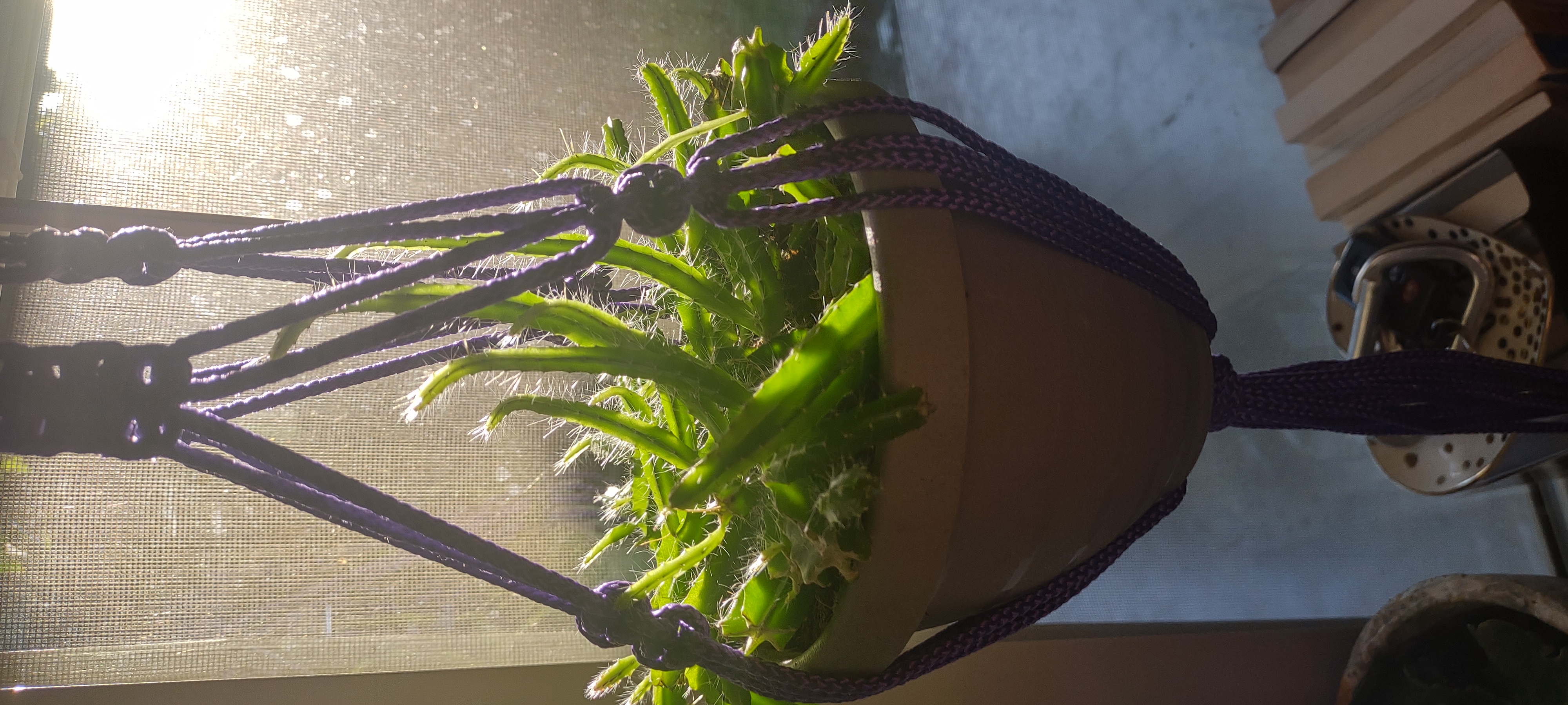 Dog Tail Cactus in a hanging pot with vibrant green stems.