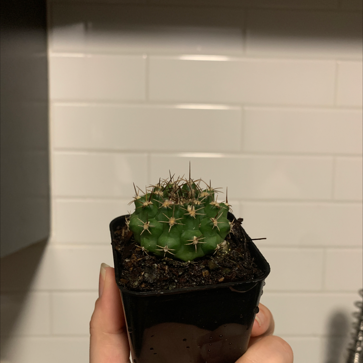 Gymnocalycium anisitsii cactus in a black pot, held by a hand.