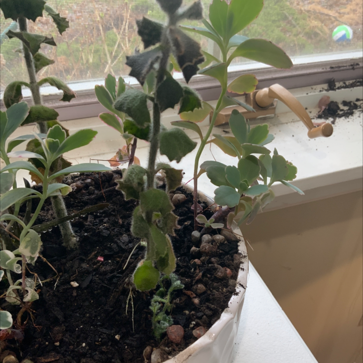 Photo of the plant species Millot Kalanchoe by @Andrew named Bean on Greg, the plant care app