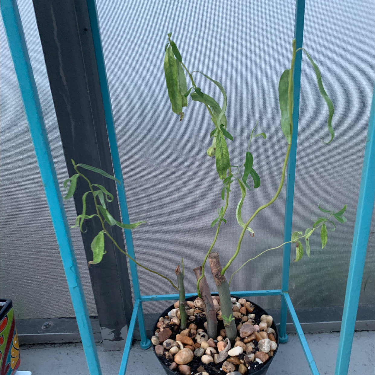 Corkscrew Willow plant in a pot with visible soil and pebbles, showing some leaf curling and browning.