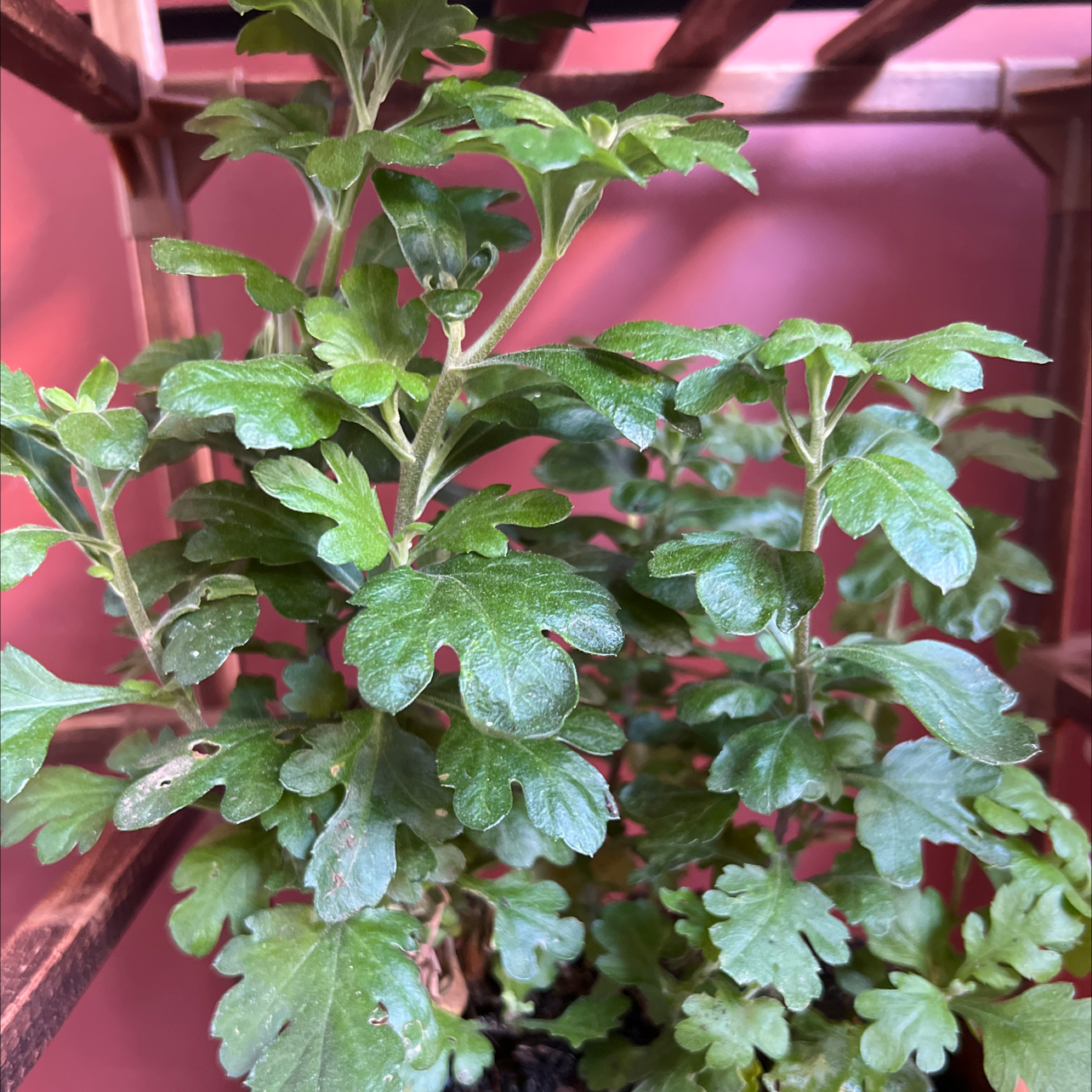 Chrysanthemum plant with green, lobed leaves, well-framed and centered.