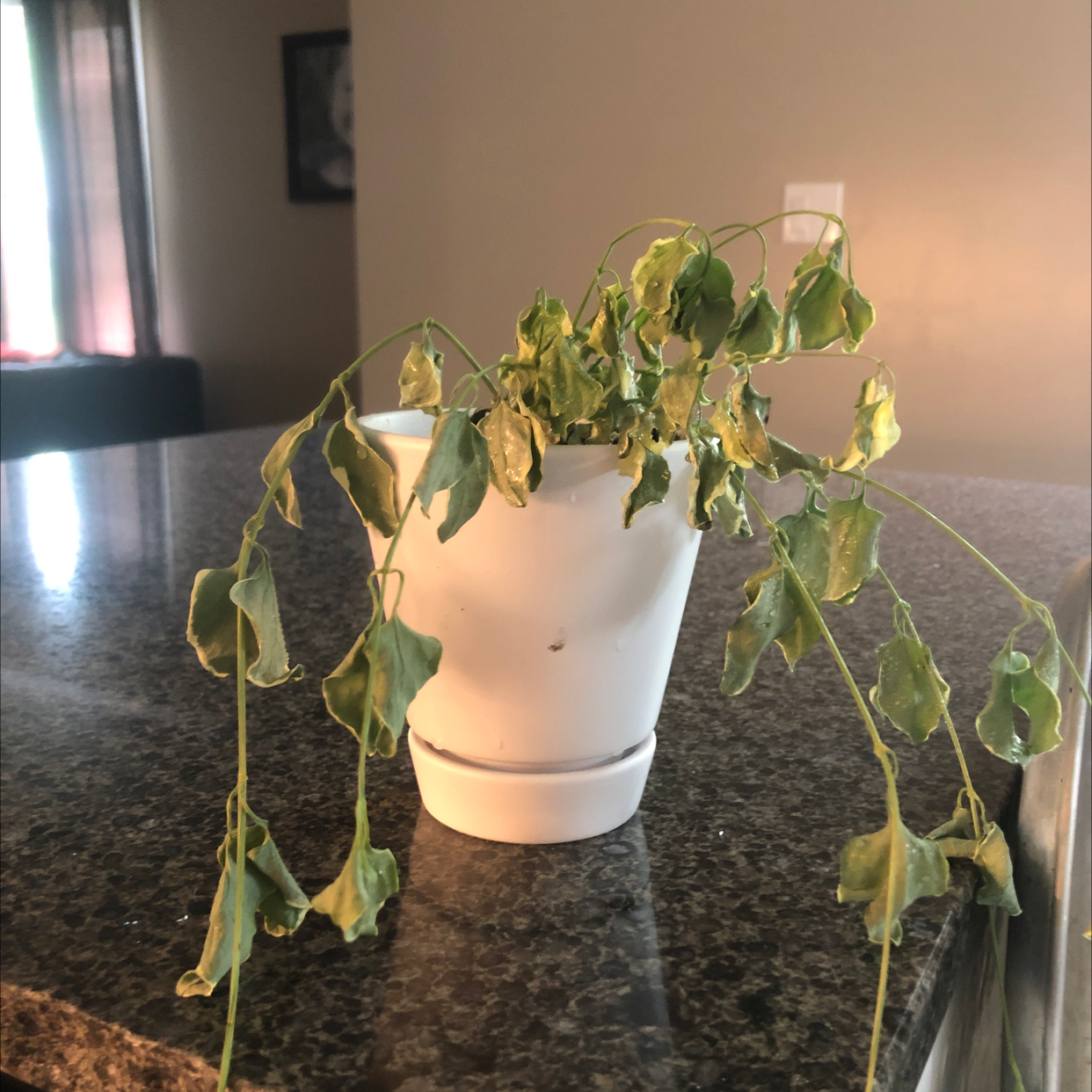 Why Is My Variegated Vinca Vine Not Doing Well?